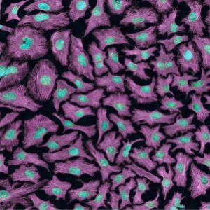 Available-cell-lines-Nawah