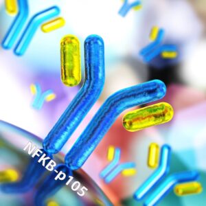 NFKB-p105-ELISA-Nawah