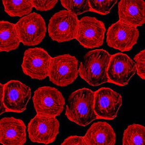 Selling-stem-cells-Nawah